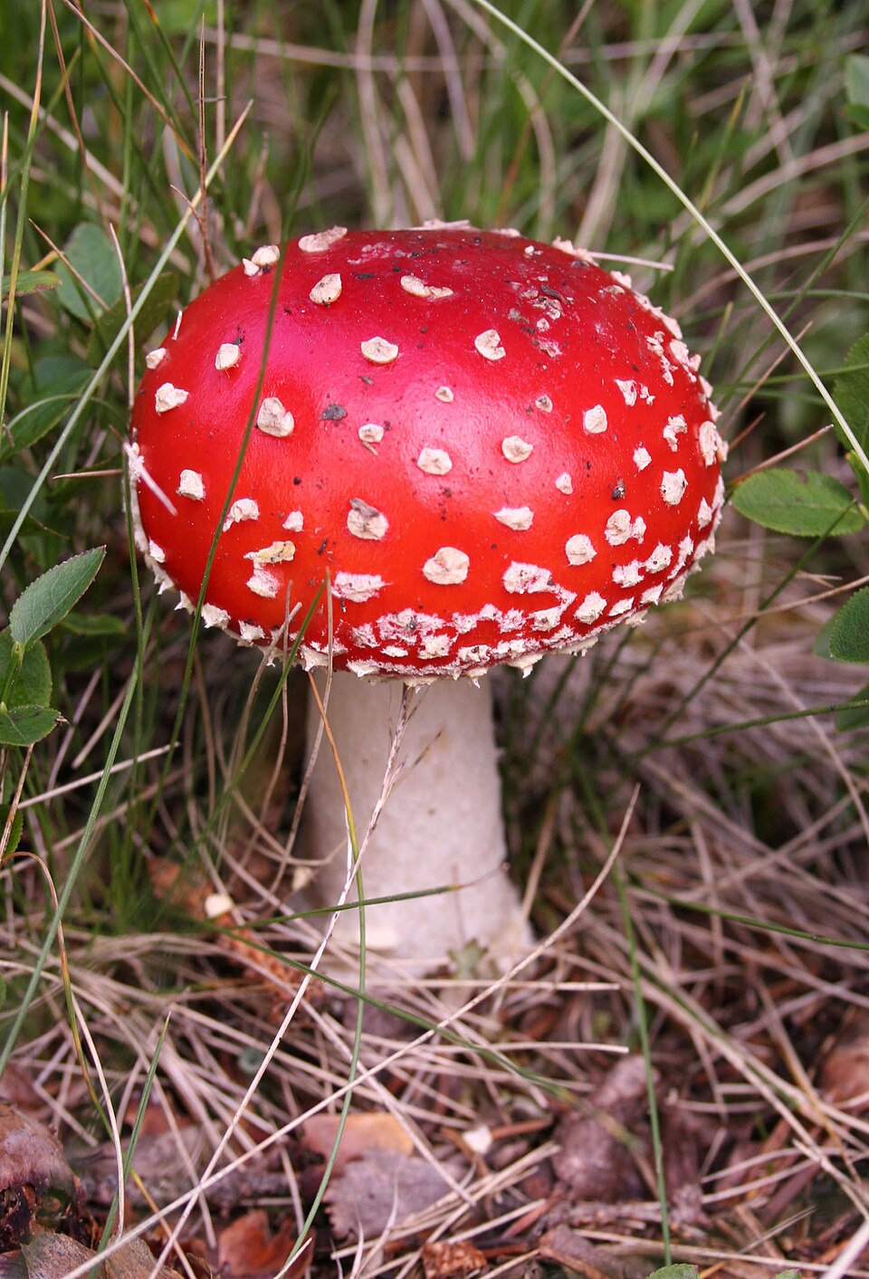 Röd flugsvamp (Amanita muscaria) – röd hatt med vita prickar