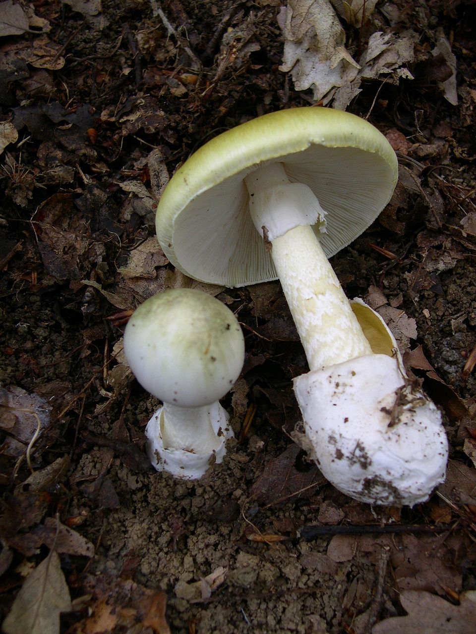Lömsk flugsvamp (Amanita phalloides) – grönaktig hatt med vita skivor och ring