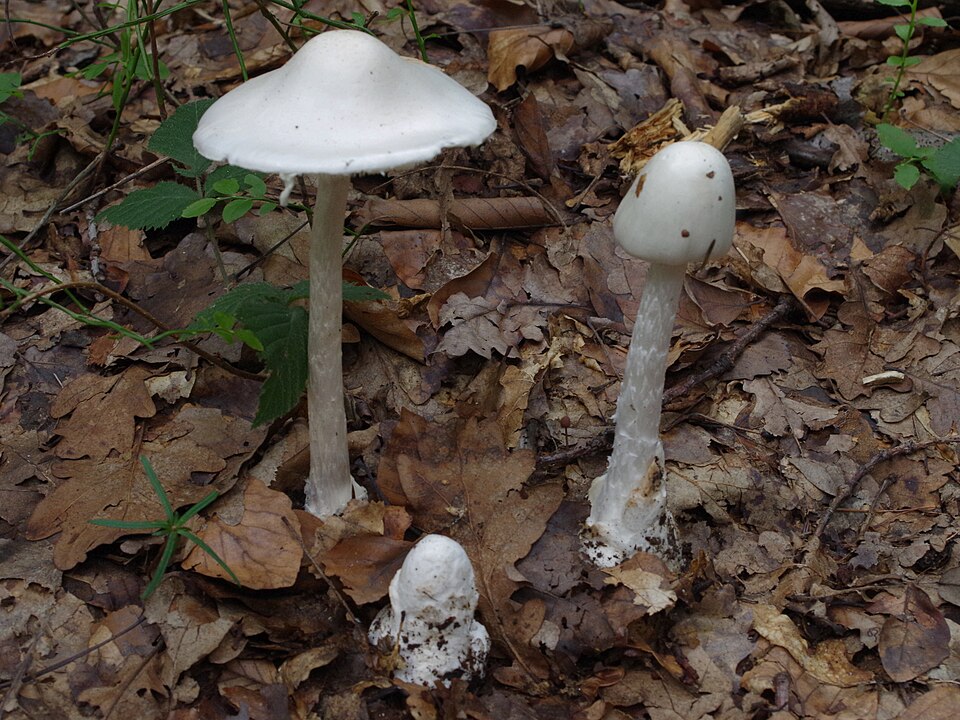 Vit flugsvamp (Amanita virosa) – helt vit med slidbasal vid foten