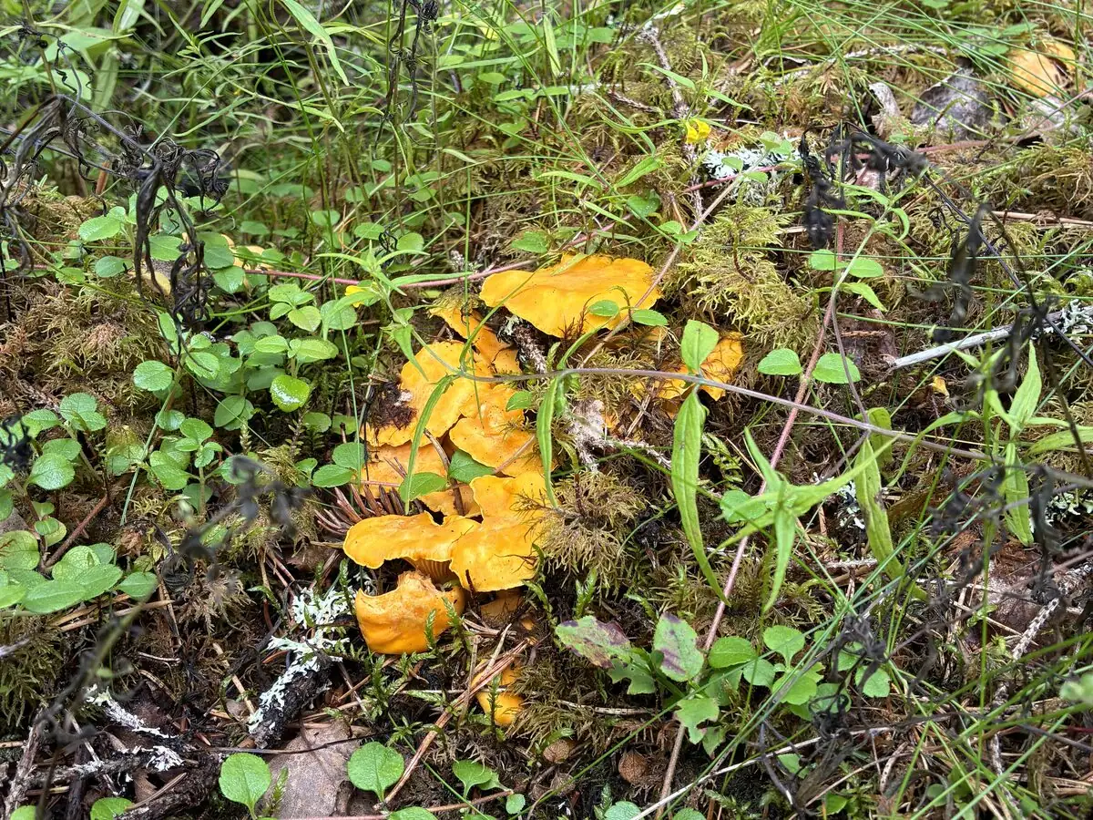 Kantareller bland mossa, blåbärsris och tallbarr i svensk skog