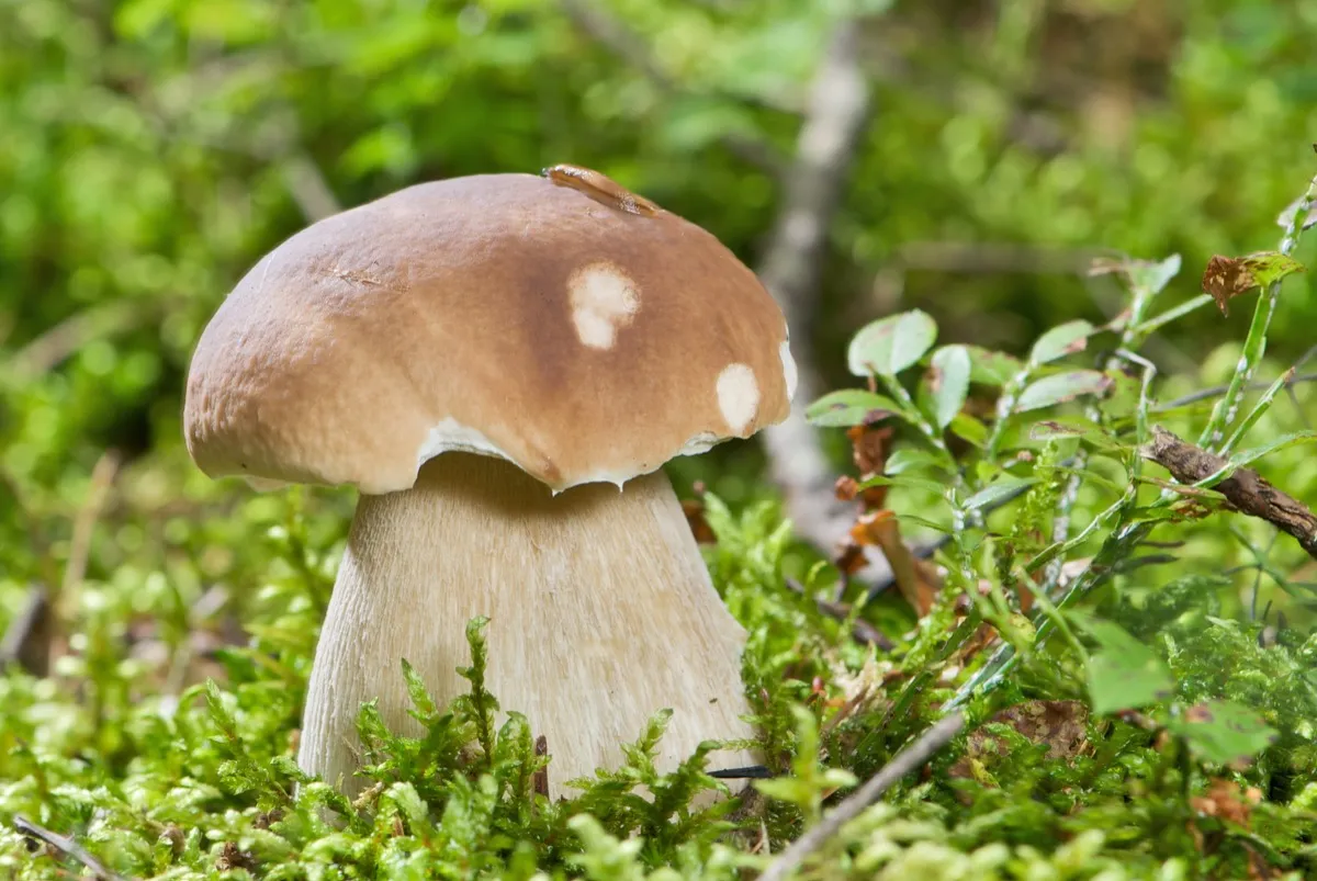 Karl Johan-svamp (stensopp) med brun hatt och vit fot bland mossa i svensk skog