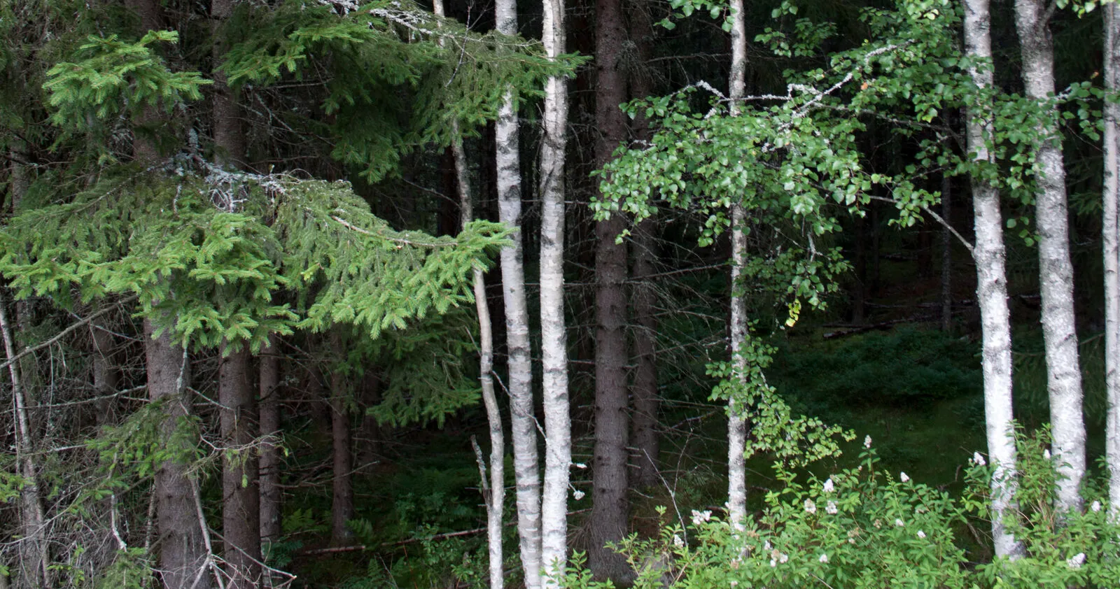 Blandskog med björk och tät barrskog i Dalarna